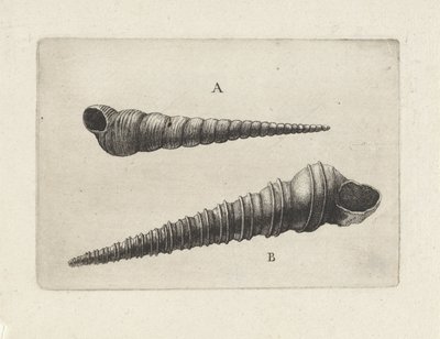 Skjell, turritella terebra (A) og turritella duplicata (B) Skjell (serietittel) av Wenceslaus Hollar