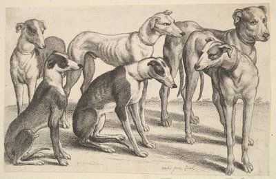 Six Hounds, 1646. av Wenceslaus Hollar