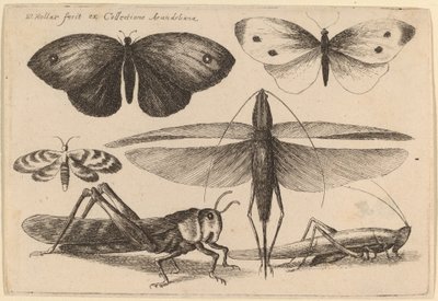 Seks insekter av Wenceslaus Hollar