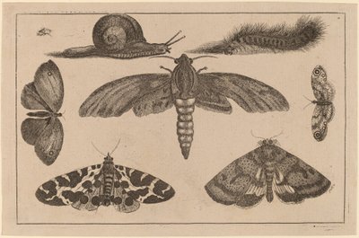 Seks insekter, en larve og en snegl av Wenceslaus Hollar