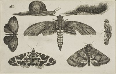 Seks insekter, en larve og en snegl av Wenceslaus Hollar