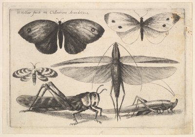 Seks insekter, 1646. av Wenceslaus Hollar