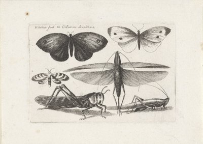 Gresshopper og sommerfugler Insekter (serietittel) Muscarum Scarabeorum (serietittel) av Wenceslaus Hollar