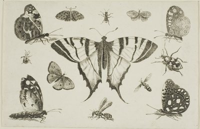 Svalhalesommerfugl og tolv andre insekter av Wenceslaus Hollar