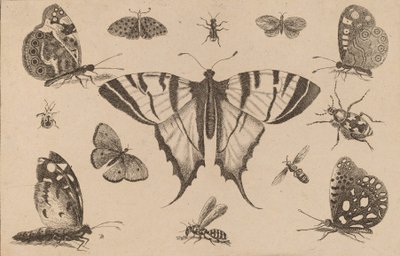 Svalehalesommerfugl og tolv andre insekter. av Wenceslaus Hollar