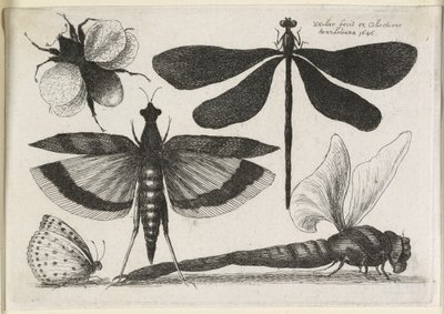 The Set of Butterflies, One of Tolv, 1646 av Wenceslaus Hollar