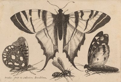 Tre sommerfugler og en veps, 1646. av Wenceslaus Hollar
