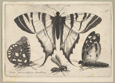 Tre sommerfugler og en veps, 1646. av Wenceslaus Hollar