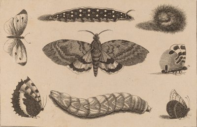 Tre larver, en møll og fire sommerfugler. av Wenceslaus Hollar