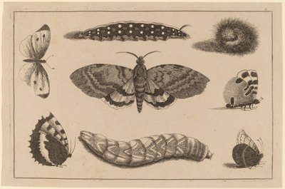 Tre larver, en møll og fire sommerfugler av Wenceslaus Hollar