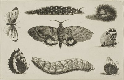 Tre larver, en møll og fire sommerfugler av Wenceslaus Hollar