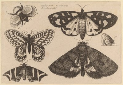 Tre møll, to sommerfugler og en humle av Wenceslaus Hollar