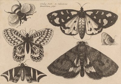 Tre møll, to sommerfugler og en humle, 1646. av Wenceslaus Hollar
