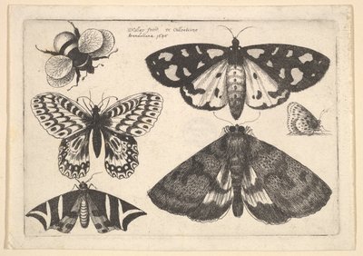 Tre møll, to sommerfugler og en humle, 1646. av Wenceslaus Hollar
