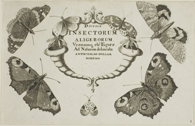 Tittelside fra Diverse insekter av Wenceslaus Hollar