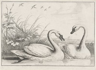 to svaner Diversae avium arter (serietittel) Forskjellige fugler (serietittel) av Wenceslaus Hollar