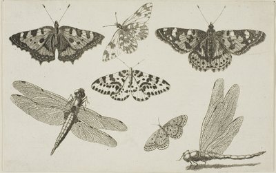 To øyenstikkere og fem sommerfugler av Wenceslaus Hollar