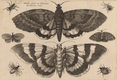 To møll og seks insekter, 1646. av Wenceslaus Hollar