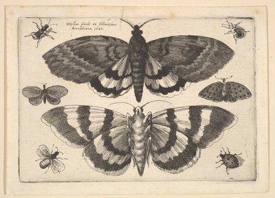 To møll og seks insekter, 1645. av Wenceslaus Hollar