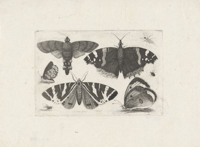 Fire sommerfugler, en møll, to biller og en flue av Wenceslaus Hollar