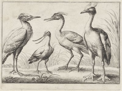 Fire vadefugler Forskjellige fugler (serietittel) av Wenceslaus Hollar