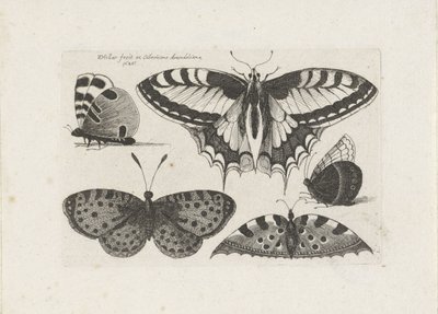 Five Butterflies Insects (serietittel) Muscarum Scarabeorum (serietittel) av Wenceslaus Hollar