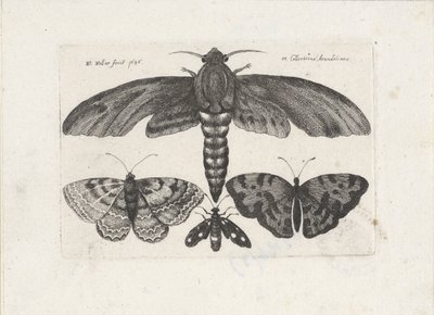 Sommerfugler og en møll Insekter (serietittel) Muscarum Scarabeorum (serietittel) av Wenceslaus Hollar