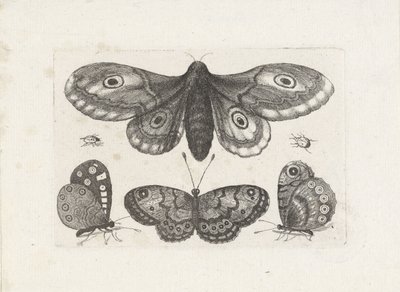 Sommerfugler, biller og en møll Insekter (serietittel) Muscarum Scarabeorum (serietittel) av Wenceslaus Hollar