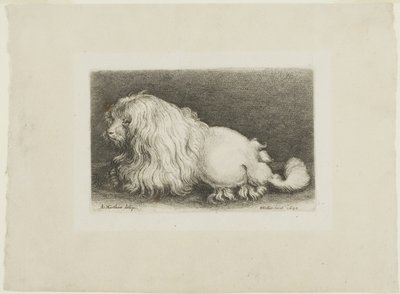 Hvit hund av Wenceslaus Hollar