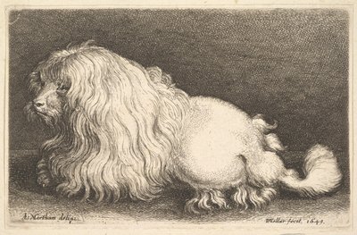 Hvit hund, 1649. av Wenceslaus Hollar