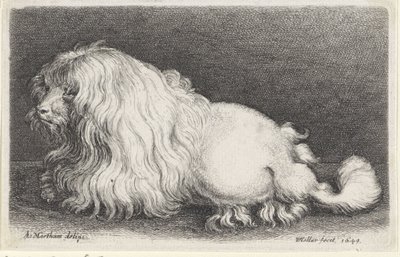 Hvit hund av Wenceslaus Hollar