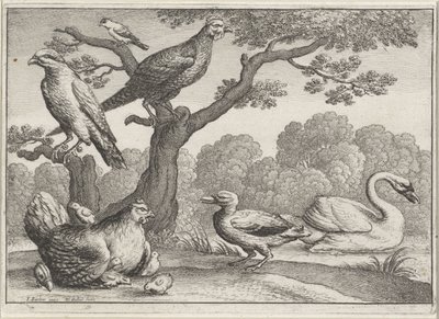 Svane, kylling med kyllinger og andre fugler Forskjellige fugler (serietittel) av Wenceslaus Hollar