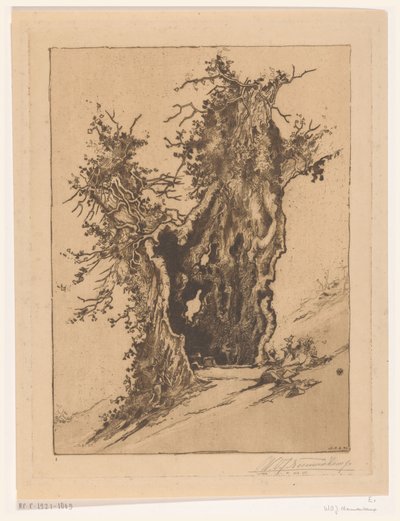 Hult tre ved Seelisberg i Sveits Hollow Tree (original tittel) av Wijnand Otto Jan Nieuwenkamp (signed by artist)