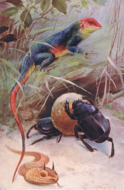 A Gama, Horned Viper and Sacred Beetle, illustrasjon fra Wildlife of the World, ca. 1910 av Wilhelm Kuhnert