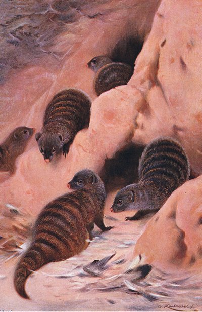 Banded Mongoose, illustrasjon fra Wildlife of the World, ca. 1910 av Wilhelm Kuhnert