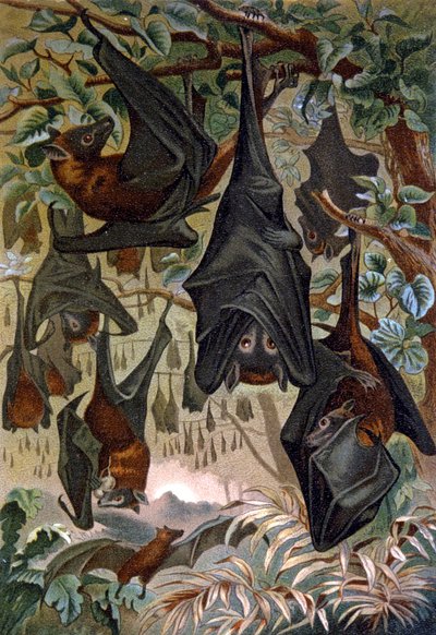 Flaggermus av Wilhelm Kuhnert