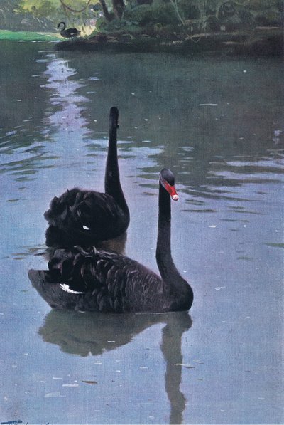 Black Swan, illustrasjon fra Wildlife of the World, ca. 1910 av Wilhelm Kuhnert