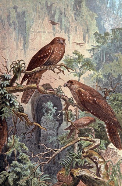 Cave Guacharo, ca. 1910 (illustrasjon) av Wilhelm Kuhnert