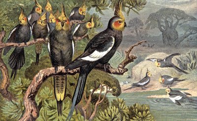 Kakadu, ca. 1910 (illustrasjon) av Wilhelm Kuhnert
