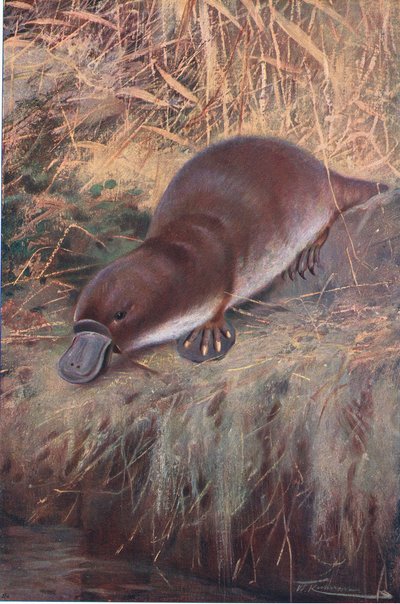 Andenebb, illustrasjon fra Wildlife of the World, ca. 1910 av Wilhelm Kuhnert