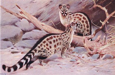 Dungola Genet, illustrasjon fra Wildlife of the World, ca. 1910 av Wilhelm Kuhnert