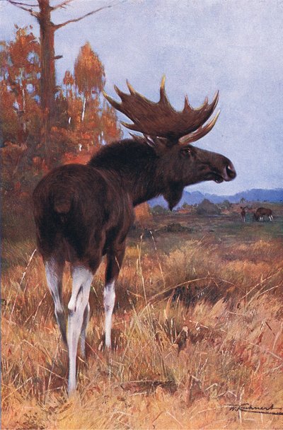 Elk or Moose, fra Wildlife of the World utgitt av Frederick Warne & Co, ca. 1900 av Wilhelm Kuhnert