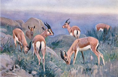 Gazelle, fra Wildlife of the World utgitt av Frederick Warne & Co, ca. 1900 av Wilhelm Kuhnert