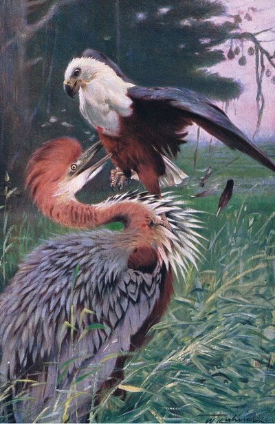 Giant Heron and Sea Eagle, illustrasjon fra Wildlife of the World, ca. 1910 av Wilhelm Kuhnert