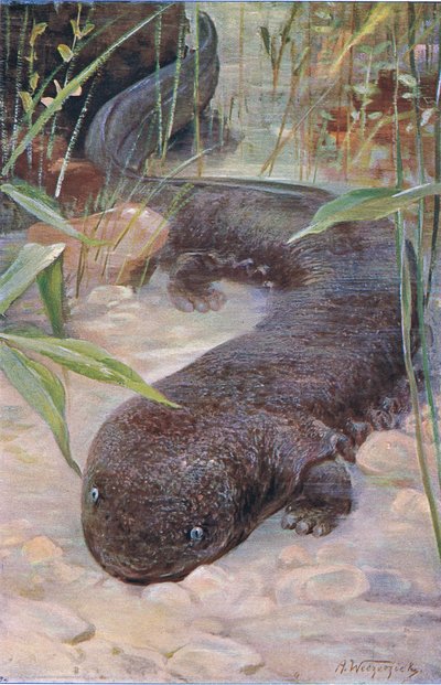 Giant Salamander, fra Wildlife of the World utgitt av Frederick Warne & Co, ca.1900 av Wilhelm Kuhnert
