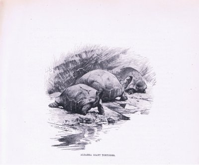 Kjempeskilpadder, illustrasjon fra Wildlife of the World, ca. 1910 av Wilhelm Kuhnert