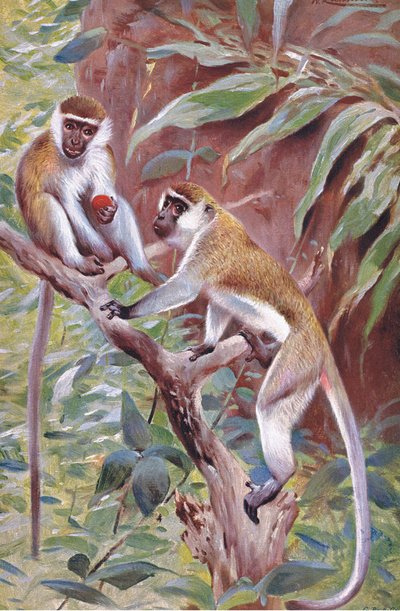 Green Monkey, illustrasjon fra Wildlife of the World, ca. 1910 av Wilhelm Kuhnert