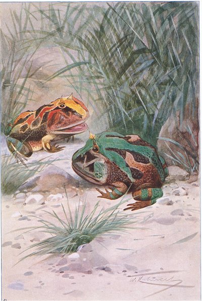 Horned Frog, fra Wildlife of the World utgitt av Frederick Warne & Co, ca. 1900 av Wilhelm Kuhnert