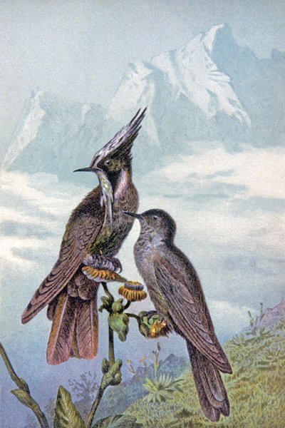 Hummingbird-maske, ca. 1910 (illustrasjon) av Wilhelm Kuhnert