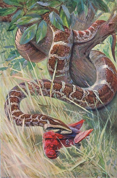 Indian Python, fra Wildlife of the World utgitt av Frederick Warne & Co, ca. 1900 av Wilhelm Kuhnert